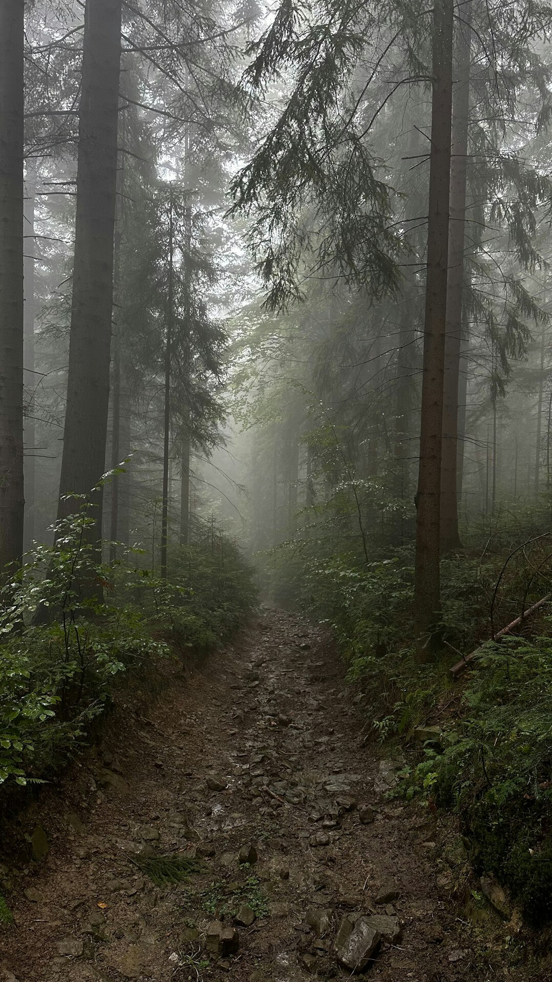 mysterious polish forest